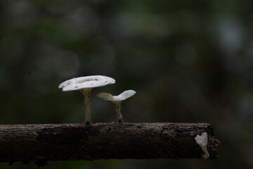 Mushroom plants from the tropical forests of Kalimantan