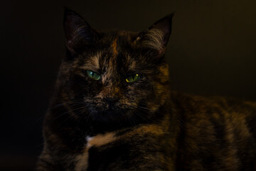 A striking close-up captures the intense gaze of a tortoiseshell cat with piercing green eyes, its mottled fur beautifully contrasted against a softly blurred, dark backdrop.