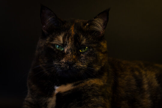 A striking close-up captures the intense gaze of a tortoiseshell cat with piercing green eyes, its mottled fur beautifully contrasted against a softly blurred, dark backdrop. - Powered by Adobe