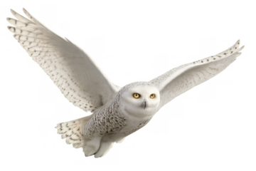 Snowy owl gliding with widespread wings, pristine white feathers highlighting aerial prowess against transparent backdrop