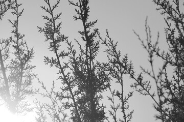Juniper plant background for Texas concept in black and white.