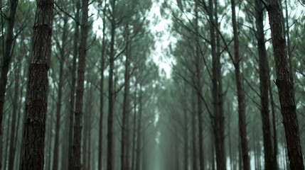 Obraz premium 静寂をたたえるダークトーンの針葉樹林、昏いブルーグリーンが印象的な森の背景