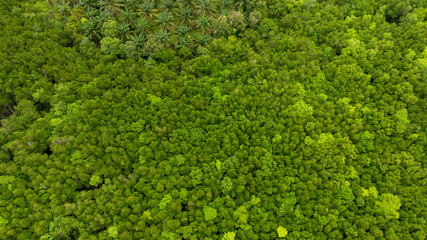 \Aerial view a vivid contrast between a dense palm oil plantation and a lush green natural forest....
