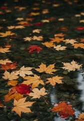 Fototapeta premium Autumn Maple Leaves Floating on Calm Water