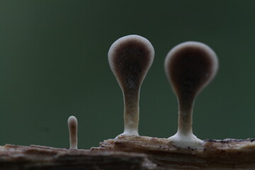 Mushroom plants from the tropical forests of Kalimantan