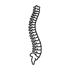 Human Spine Anatomy Outline Illustration for Medical or Educational Purposes