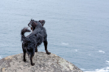 A black dog stands boldly on a rocky cliff above the ocean, expressing curiosity and freedom in a coastal outdoor setting. Perfect for adventure and travel themes.