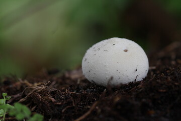 Mushroom plants from the tropical forests of Kalimantan