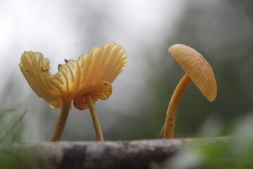 Mushroom plants from the tropical forests of Kalimantan