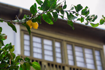 Lush branch of a lemon tree with fresh yellow fruits in a green garden near a rustic house window. Natural outdoor setting, fresh produce and rural lifestyle concept.