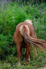 A brown horse stands with its back to the camera in a lush, green meadow, highlighting its flowing tail and muscular hindquarters. Peaceful countryside atmosphere.