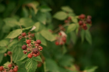 The beginning of summer and the anticipation of useful fruits. A raspberry bush. File 3