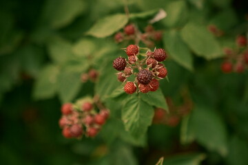 The beginning of summer and the anticipation of useful fruits. A raspberry bush. File 2