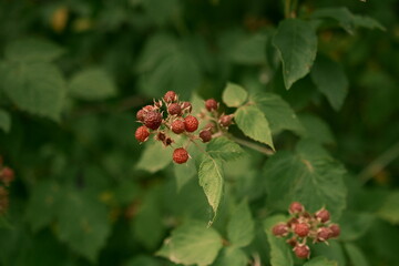 The beginning of summer and the anticipation of useful fruits. A raspberry bush. File 1