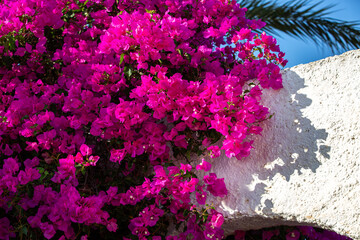 Bugambilla en una cas andaluza