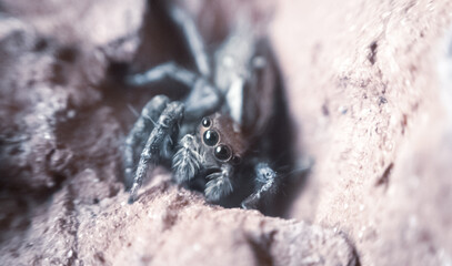 Macro close-up of a spider showing fine details of legs, eyes, and body. Ideal for nature, insect studies, wildlife photography, and educational or artistic design projects