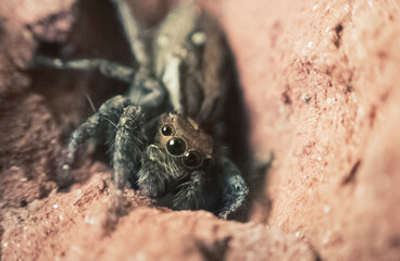 Macro close-up of a spider showing fine details of legs, eyes, and body. Ideal for nature, insect studies, wildlife photography, and educational or artistic design projects