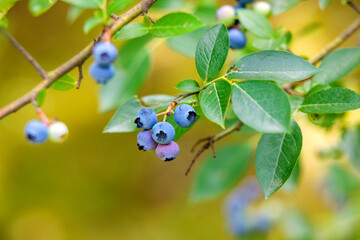 blueberries on a bush