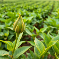 Green tea bud and leaves Green tea plantations in morning Nature background