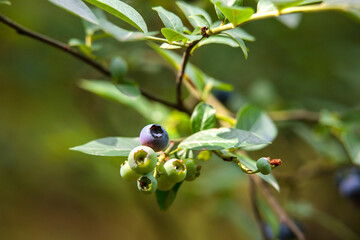 wild berries on a branch