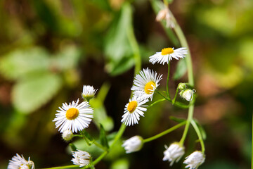 daisies in a field