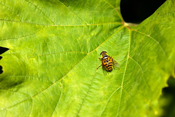 bug on leaf
