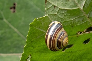Brown-lipped snail crawling on a green leaf in nature