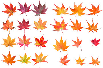 Vibrant Autumn Maple Leaves Collection Black Background