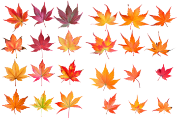 Vibrant Autumn Maple Leaves Collection Black Background