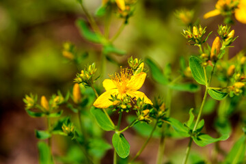 Ant on a yellow flower