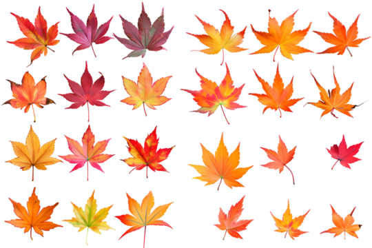 Vibrant Autumn Maple Leaves Collection Black Background
