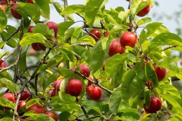 Ripe red plums growing on tree branch in orchard