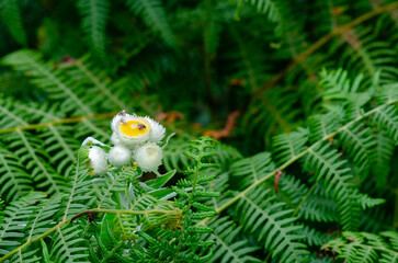A delicate white everlasting flower with a bright yellow center blooms in a dense patch of green ferns, showcasing natural beauty and tranquility in a forest setting.