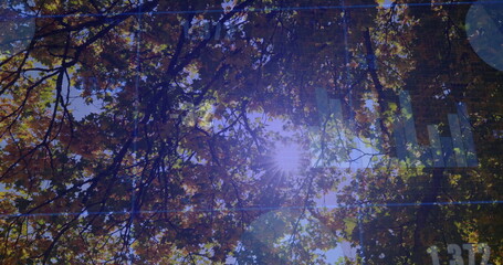 Fototapeta premium Capturing sunlight filtering through fall leaves and branches in forest, with lens flares