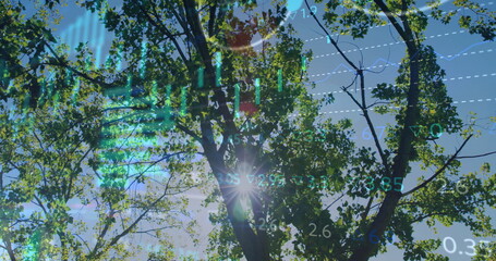 Showcasing tree branches filtering sun flare beneath blue sky, with transparent digital overlays © vectorfusionart