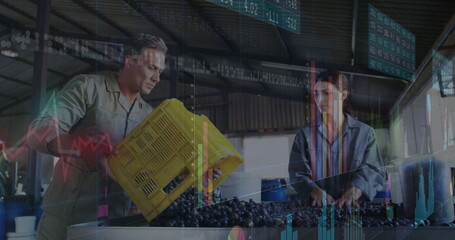 Farm workers tipping grapes from yellow crate, sorting grapes on metal table in shed with charts