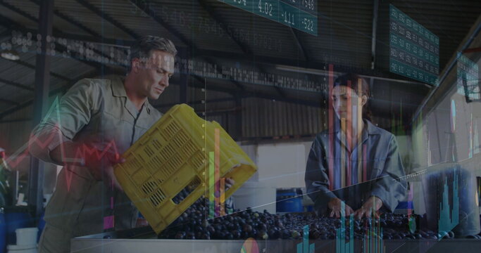 Farm workers tipping grapes from yellow crate, sorting grapes on metal table in shed with charts - Powered by Adobe