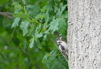 a great spotted woodpecker, Dendrocopos major, on a tree trunk