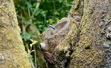 an eurasian nuthatch, Sitta europaea, peeking from an old tree hole