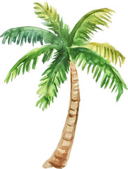 Royal palm tree watercolor painting isolated on transparent background.