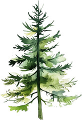 pine tree watercolor painting isolated on transparent background.
