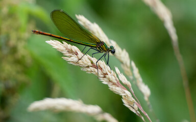 a beautiful demoiselle, Calopteryx virgo, dragonfly perched on a grass stem