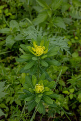 Euphórbia palústris , green plant with bright yellow flowers blooming in a forest