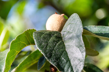 Fototapeta premium Cydonia oblonga pertenece a la familia Rosaceae.