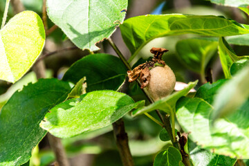 Cydonia oblonga pertenece a la familia Rosaceae.
