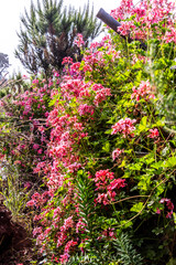 Pelargonium odoratissimum pertenece a la familia de Geraniaceae.