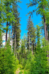 Tranquil Forest Pathway Under Vibrant Blue Sky in Summer