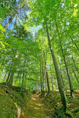 Fototapeta premium Serene Forest Pathway in Lush Greenery for Nature Walks and Outdoor Adventures