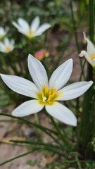 Fototapeta premium Flor