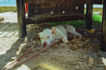 A relaxed white dog lying under a structure on a sandy beach, shaded from sunlight. Looking at the camera while enjoying a peaceful moment by the ocean on a sunny day. Taken on 35mm film